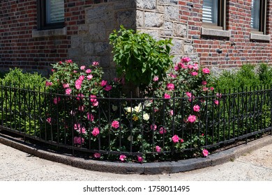 Small Urban Corner Garden With Pink Rose Bushes Along An Old Brick Apartment Building In Astoria Queens New York