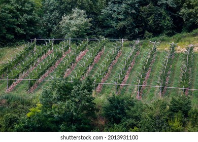 A Small Valpolicella Wine Vineyard Near Marano In The Province Of Verona