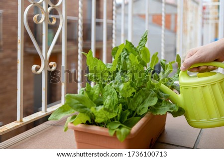 Small vegetable garden on the balcony in a flower box with sorrel plants
