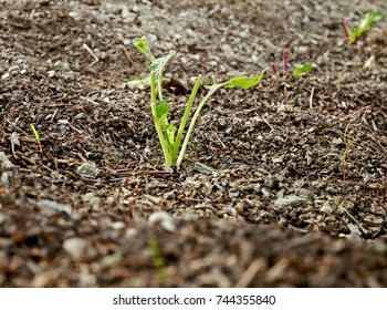 Small vegetable in the soil 
