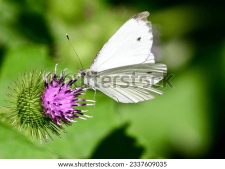Small veined white butterfly (Pieris napi) sucks nectar from thistl.