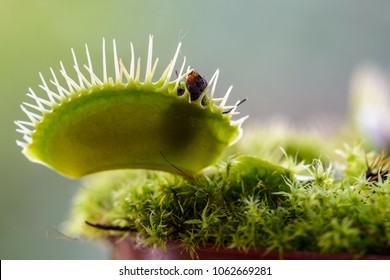Small Venus's flytrap carnivorous plant with at home in a pot catching a fly