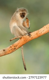 A small vervet monkey (Cercopithecus aethiops) sitting in a tree, South Africa