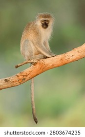 A small vervet monkey (Cercopithecus aethiops) sitting in a tree, South Africa