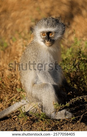 A small vervet monkey (Cercopithecus aethiops) sitting in natural habitat, South Africa