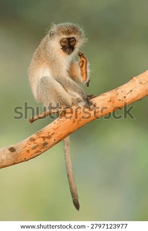 A small vervet monkey (Cercopithecus aethiops) sitting in a tree, South Africa
