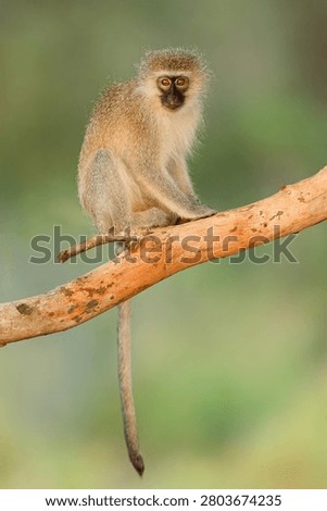 A small vervet monkey (Cercopithecus aethiops) sitting in a tree, South Africa