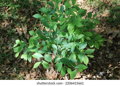 A Small And Vibrant Blueberry Tree 