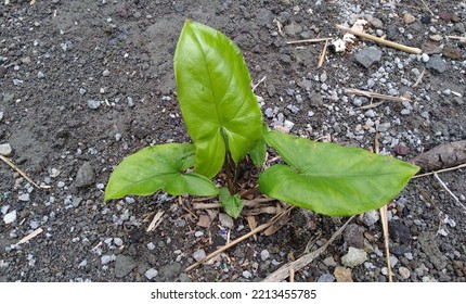 A Small Vine Plant On The Sandy Ground