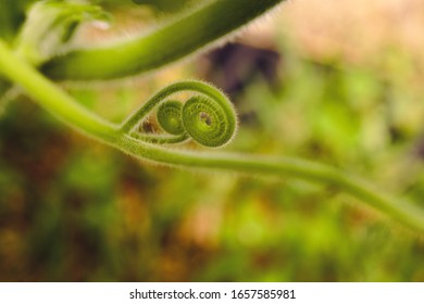 Small vine from a pumpkin plant curling tiny ringlets