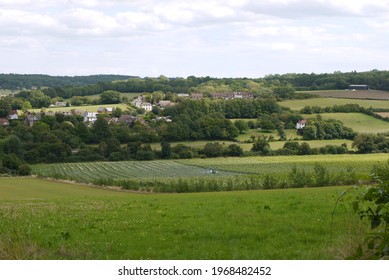 Small Vineyard In Kent, Being Tended By Farm Machine