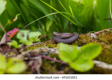 A Small Viper Snake Is Lying On A Stone In Finland. The Focus Point Is In The Eye.