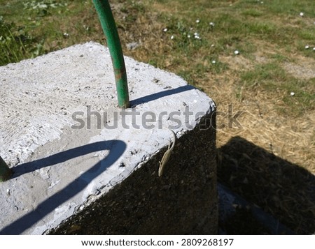 Small wall lizard podarcis muralis crawling down the side of a concrete block.