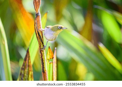 A small warbling white-eye perched on the green grass in the field - Powered by Shutterstock