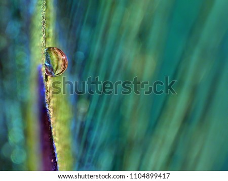 Small water drop on a vertically placed peacock feather.