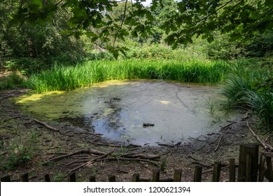 Woodland Ponds High Res Stock Images Shutterstock