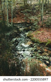 Small Water Stream In The Bulgarian Forests.