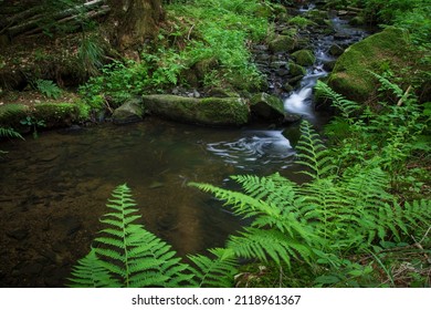 Small Water Stream In The Forest With Bracken Leafs