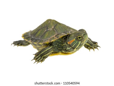 Small Water Turtle Isolated On White Stock Photo (Edit Now) 110540594