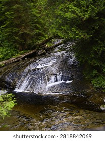 Small Waterfall Cascading Over Smooth Rock in a Lush Evergreen Forest