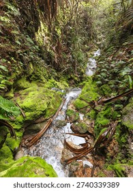 small waterfall in the middle of the forest and between green moss rocks