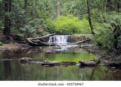 Peaceful Forest Images Stock Photos Vectors Shutterstock