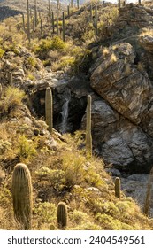Small Waterfall Splits Between Two Saguaro Cactus in Sonoran Desert