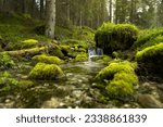 Small waterfall in a stream in the green forest.