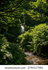 Small waterfall and stream surrounded by lush green forest under sunlight in Japan.