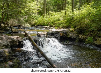 Small waterfall with tree resting over the fall. Rickett's Glen State Park located in Pennsylvania.