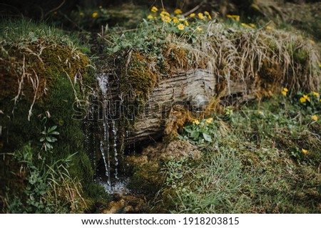 small waterfall, a trickle among moss and yellow spring flowers in the forest