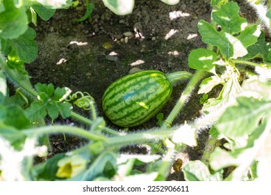 A small watermelon grows in a garden bed in the garden. Ecological product