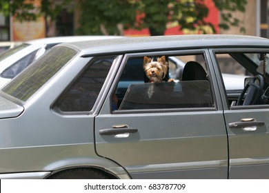 Small Waved Dog Barking At The Window Of The Car