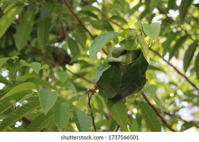 Small Weaver Ant Nest In Mango Tree