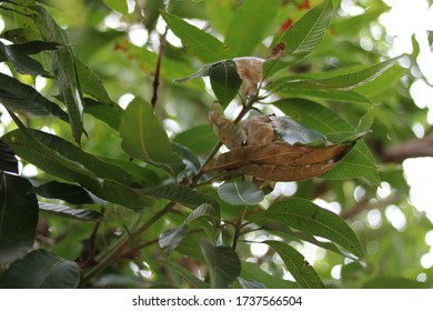 Small Weaver Ant Nest In Mango Tree