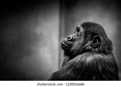 Small western lowland gorilla (Gorilla gorilla gorilla)  on blurred background. Black and white photo. - Powered by Shutterstock