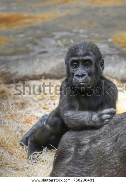 Small Western Lowland Gorilla Gorilla Gorilla Stok Fotografi Simdi Duzenle 758238481