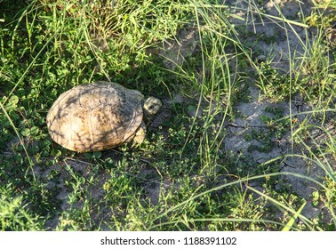 67 Western box turtle Images, Stock Photos & Vectors | Shutterstock