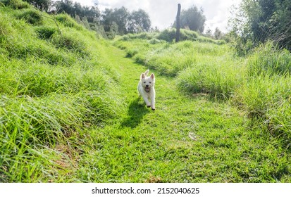 Small Westie West Highland Terrier Dog Running Down A Grassy Hill In A Dog Park