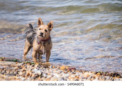 Small Wet Dog On A Beach
