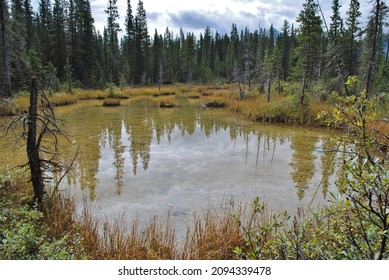 Small Wetland In The Rocky Mountain Foothills. Surrounded By Spruce Trees.