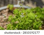 Small white Apple Cider geranium flowers blooming above bright green aromatic leaves