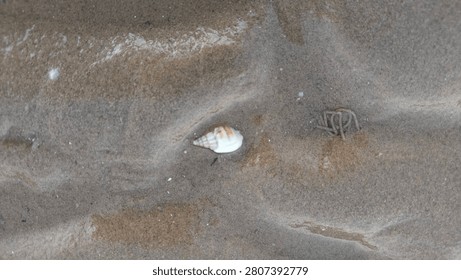 A small white auger seashell and a tiny spiral marine organism trail on wet textured beach sand. Captures the delicate and minimalist beauty of intertidal coastal wildlife and micro nature.