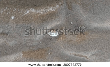 A small white auger seashell and a tiny spiral marine organism trail on wet textured beach sand. Captures the delicate and minimalist beauty of intertidal coastal wildlife and micro nature.