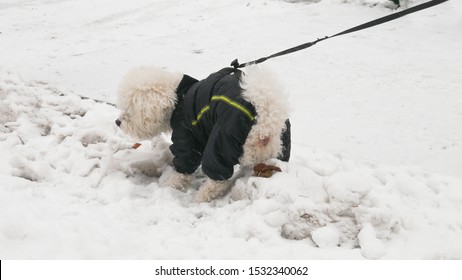 Small White Bichon Frise Dog Pooping In The Snow.