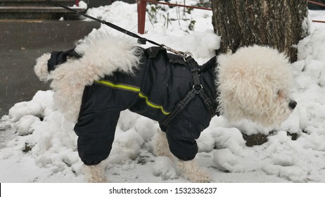 Small White Bichon Frise In Winter Jacket Lifted His Leg And Peed On The Snow In The Street.