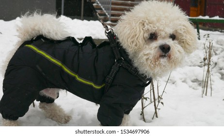 Small White Bichon Frise In Winter Jacket On The Snow In The Street.