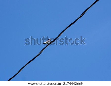 Small white bird with blue head on heavy electrical or phone cable, on diagonal, against deep, clear blue sky. Bird on a wire. Copy Space.