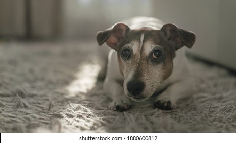 Small White And Brown Dog With Guilt Look Lying On Fluffy Carpet Of Living Room