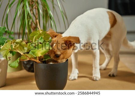 Small white and brown dog sniffs potted plant indoors. Curious Jack Russell Terrier surrounded by houseplants. Cute pet at home